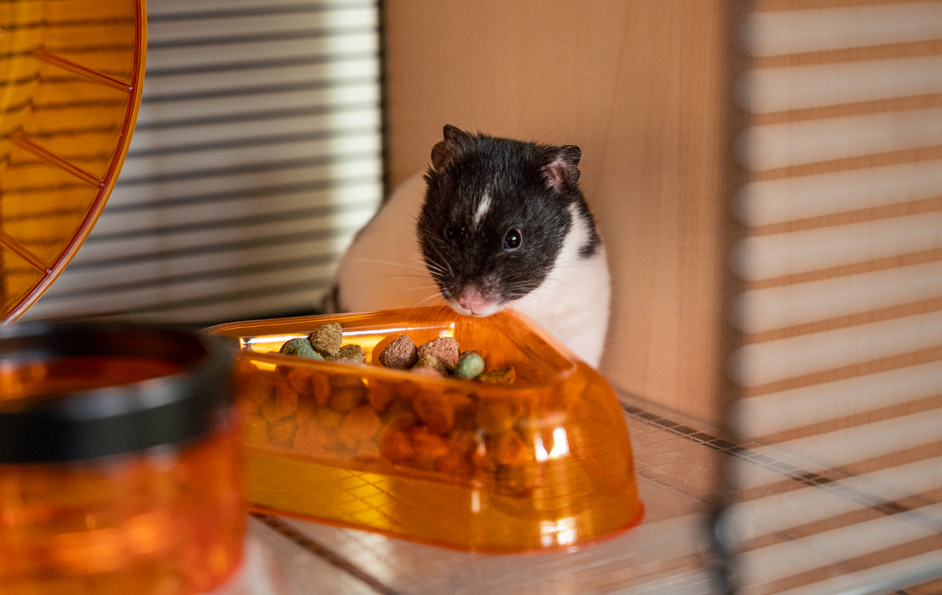 en hamster äter i hamsterburen Qute