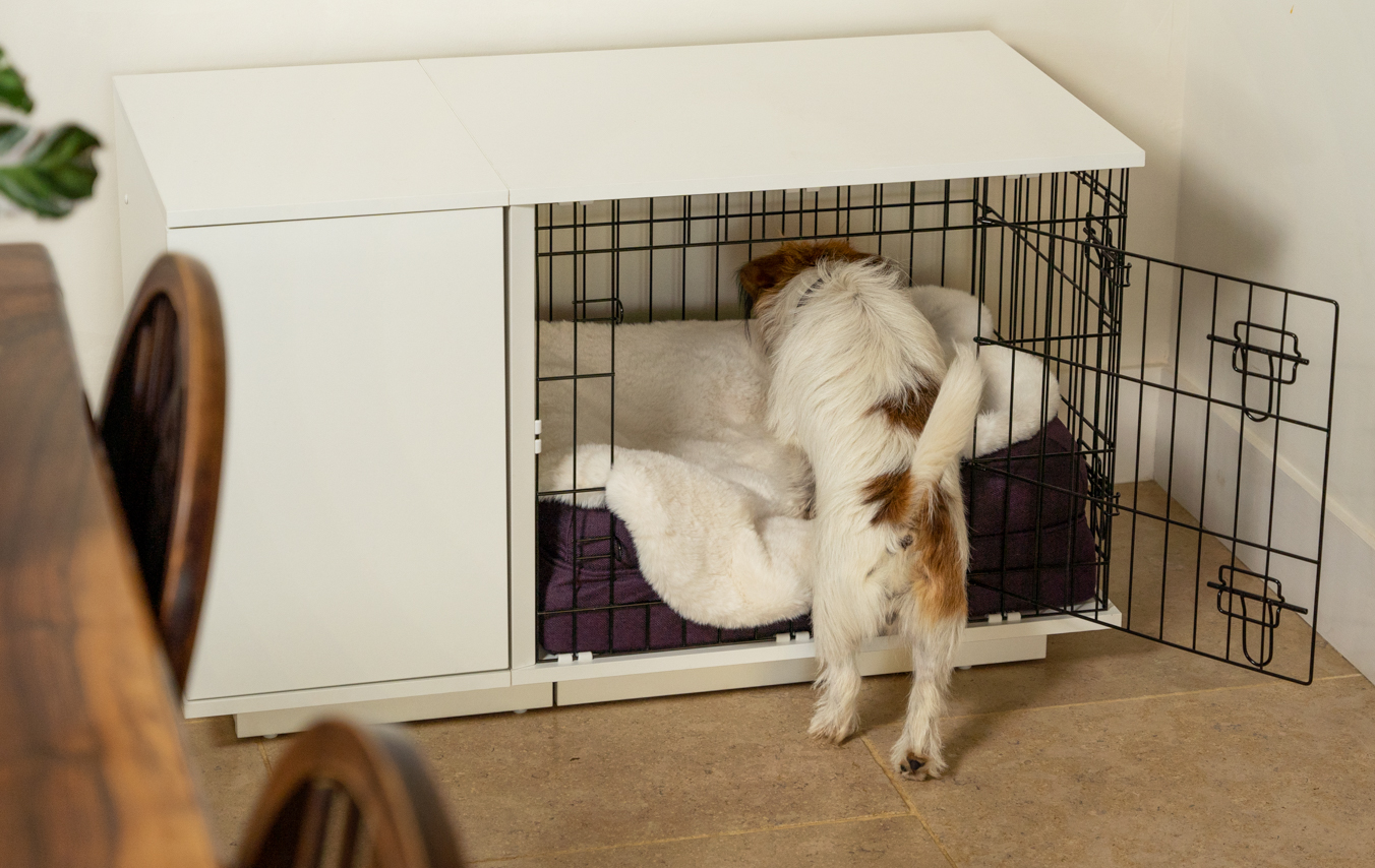En Jack Russell terrier är bekväm på sin Omlet Fido Studio hundbur med lyxig hundfilt i fuskpäls