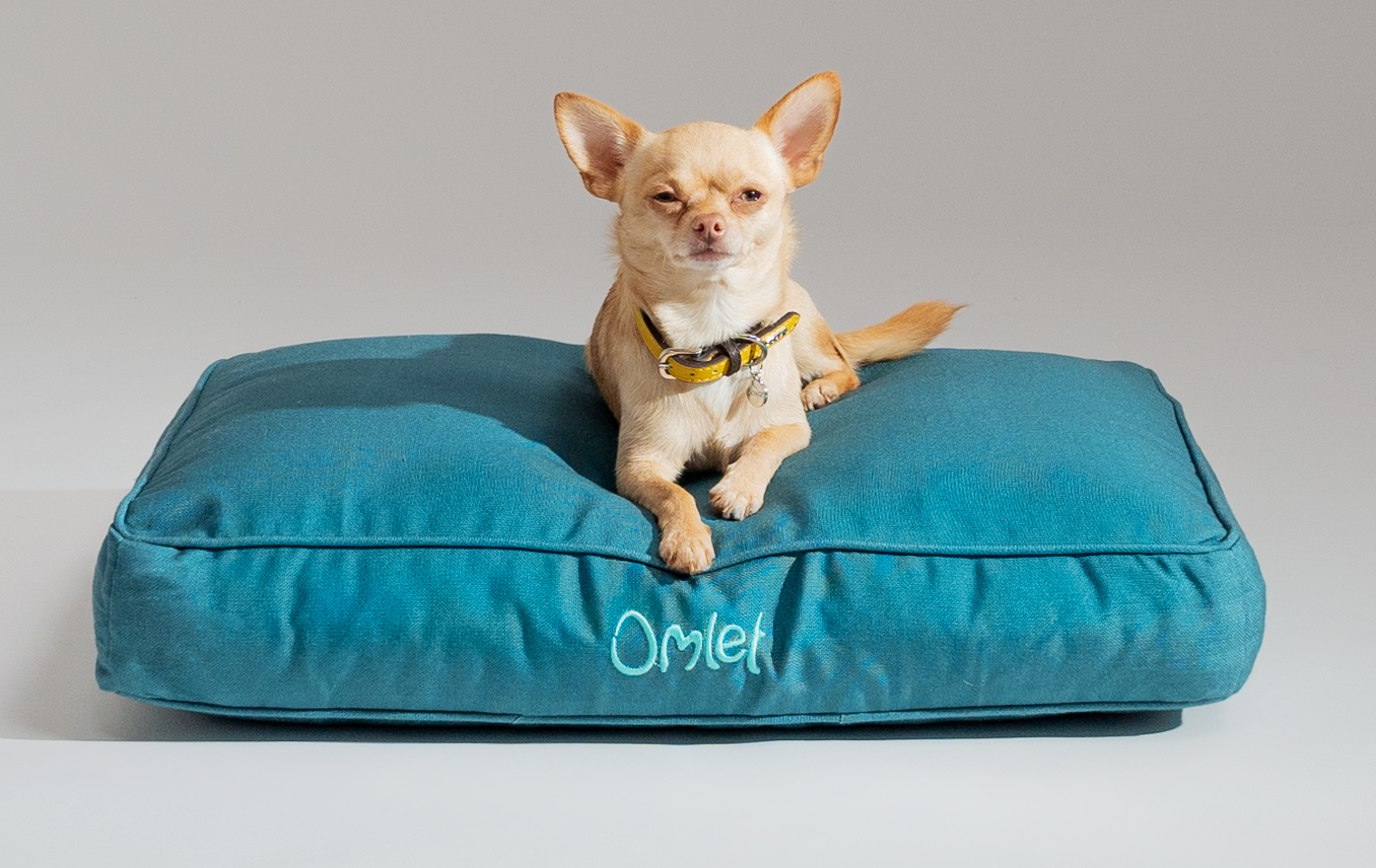 En Chihuahua på Omlets kuddsäng