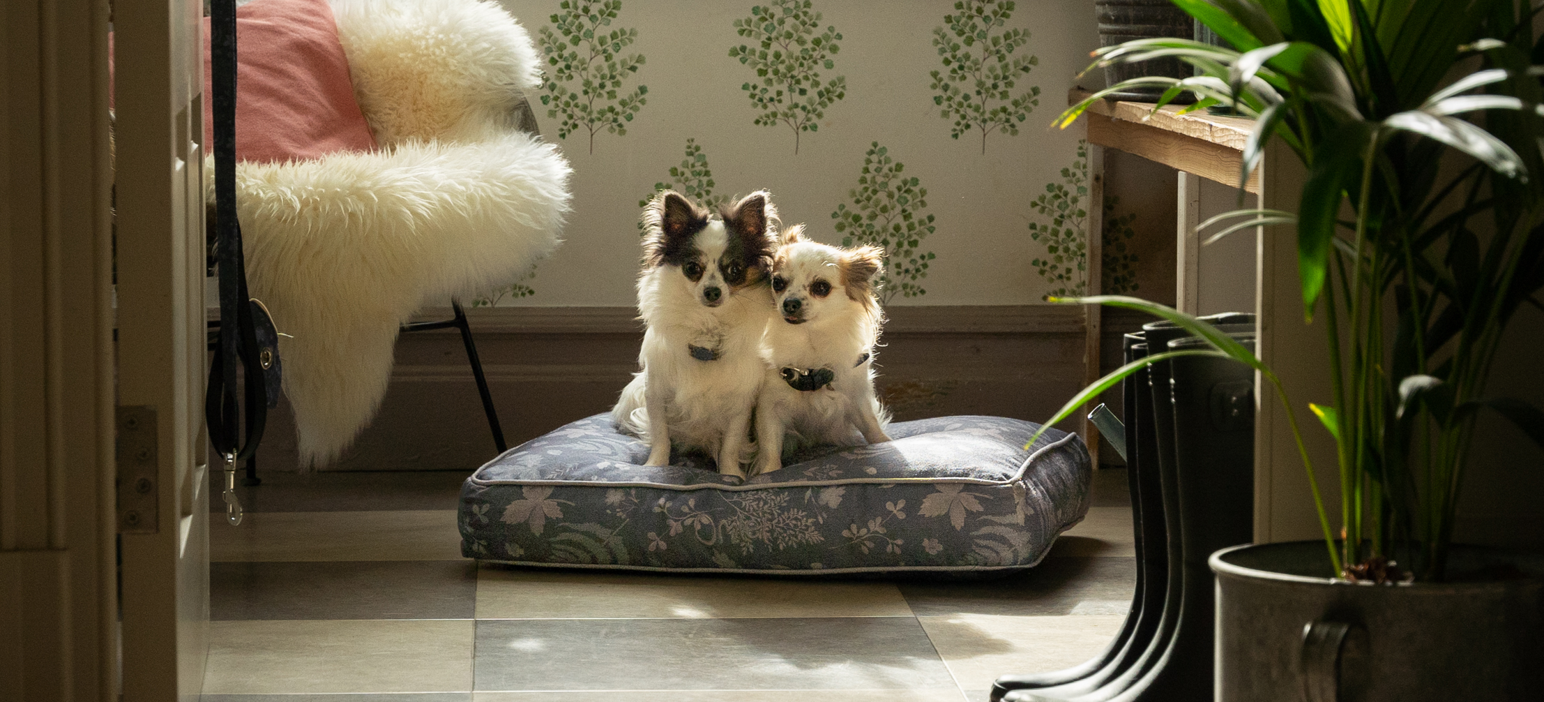 Två små Chihuahuas sitter harmoniskt på sin kuddsäng från Omlet med Forrest Fall-mönster