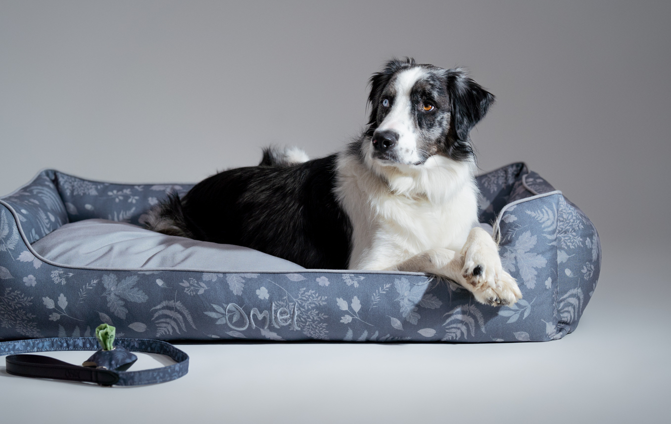 Border Collie relaxing on their Omlet Nest Dog Bed in Forrest Fall