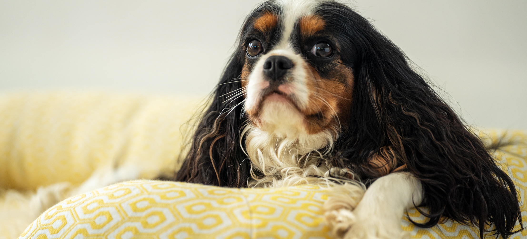 En cavalier king charles spaniel sover i ett hundkrypin med trycket Honeycomb Pollen