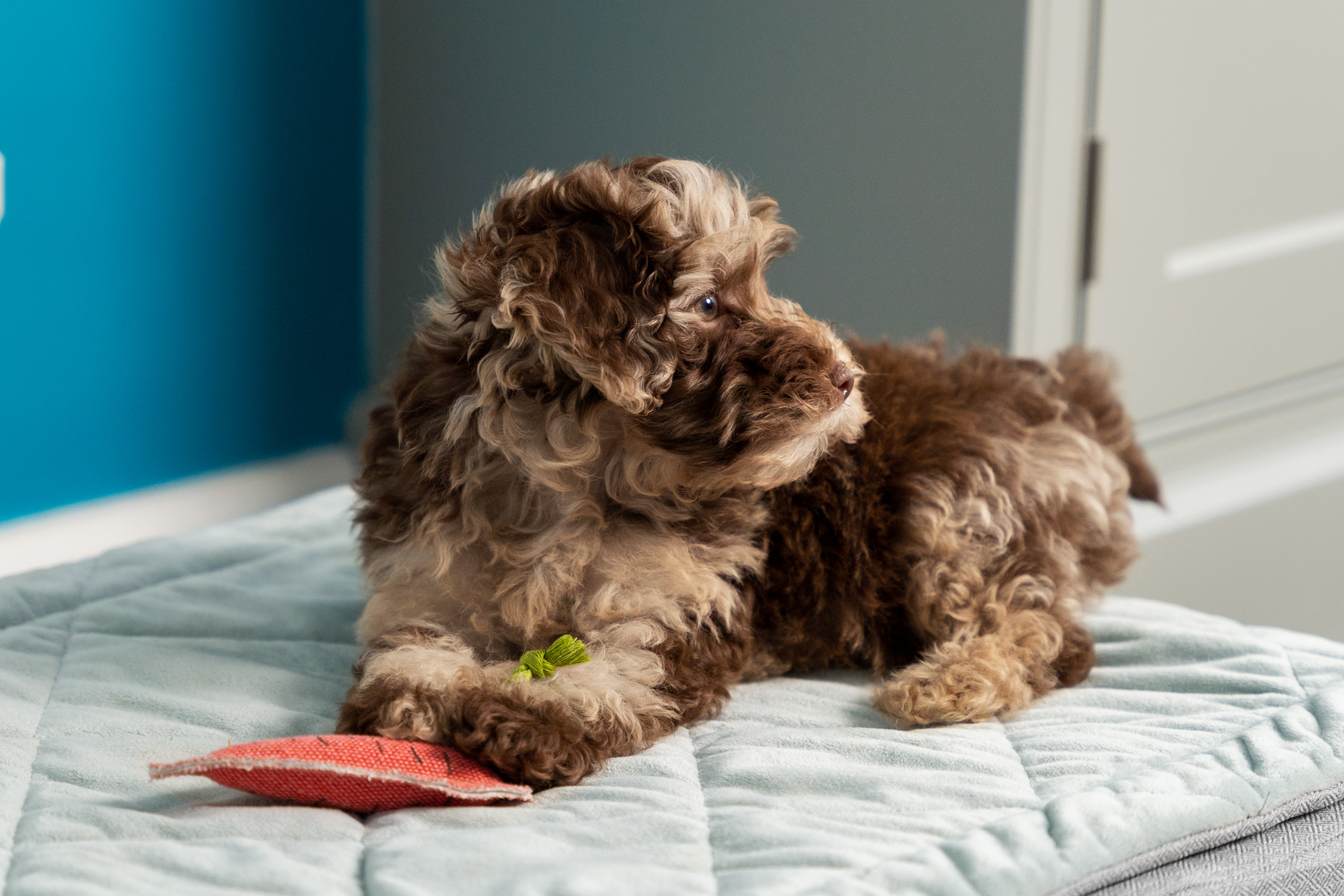 Puppy on their Omlet Topology Puppy bed