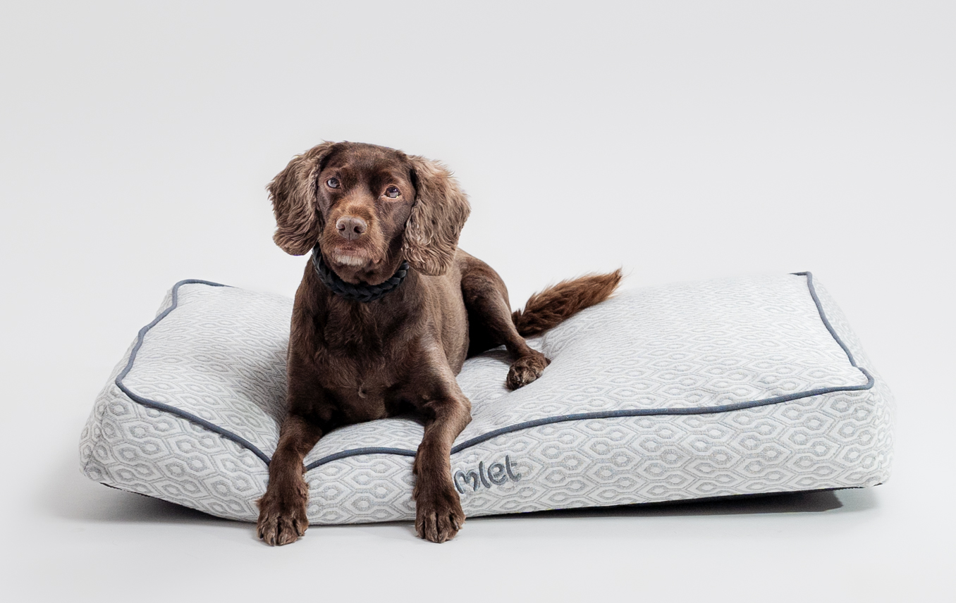 En Springer Spaniel vilar på sin kuddsäng från Omlet med Honeycomb Slate-mönster