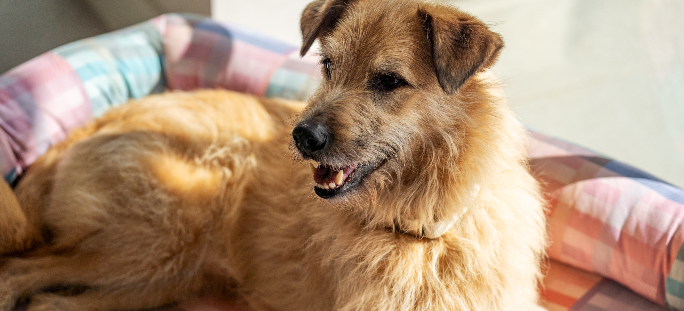 En blandrashund på sin bolsterbädd från Omlet med Prism Kaleidoscope-mönster