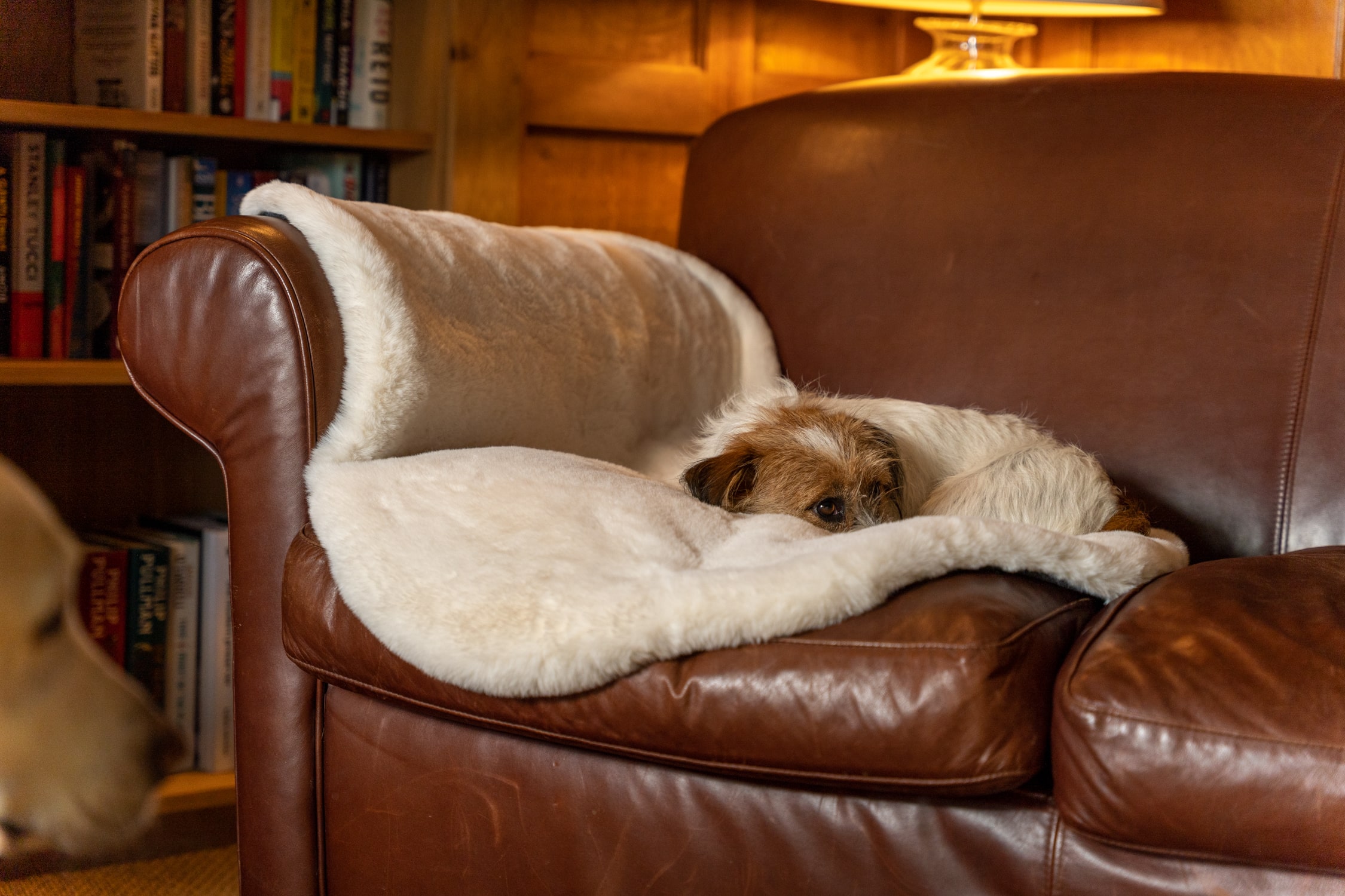 En Jack Russell Terrier vilar på soffan på Omlets lyxiga hundfilt i fuskpäls