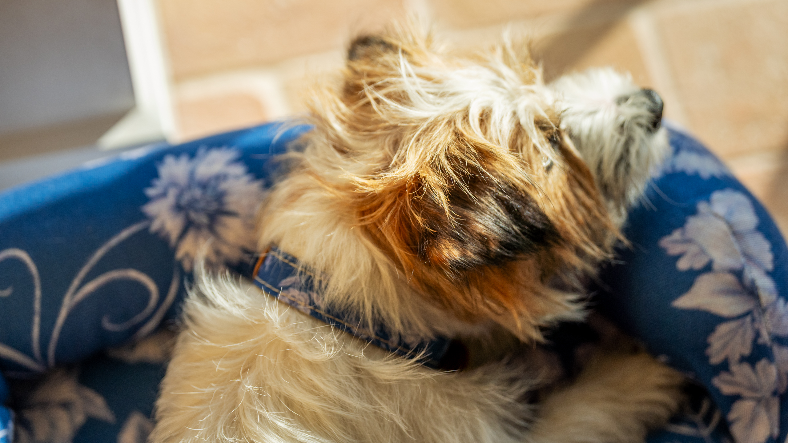 En liten terrierhund vilar på sin bolsterbädd med Gardenia Porcelain-mönster från Omlet