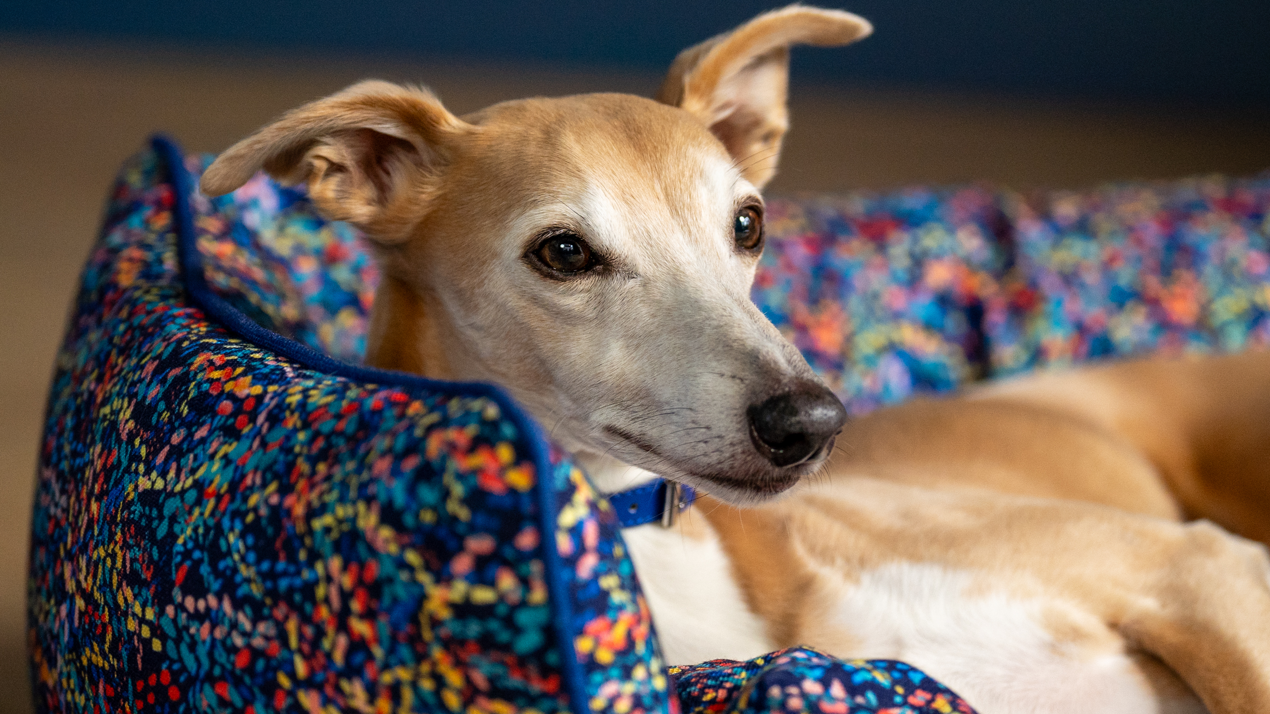 En hund på Omlets hundkrypinsäng med Doodle Dog-mönster