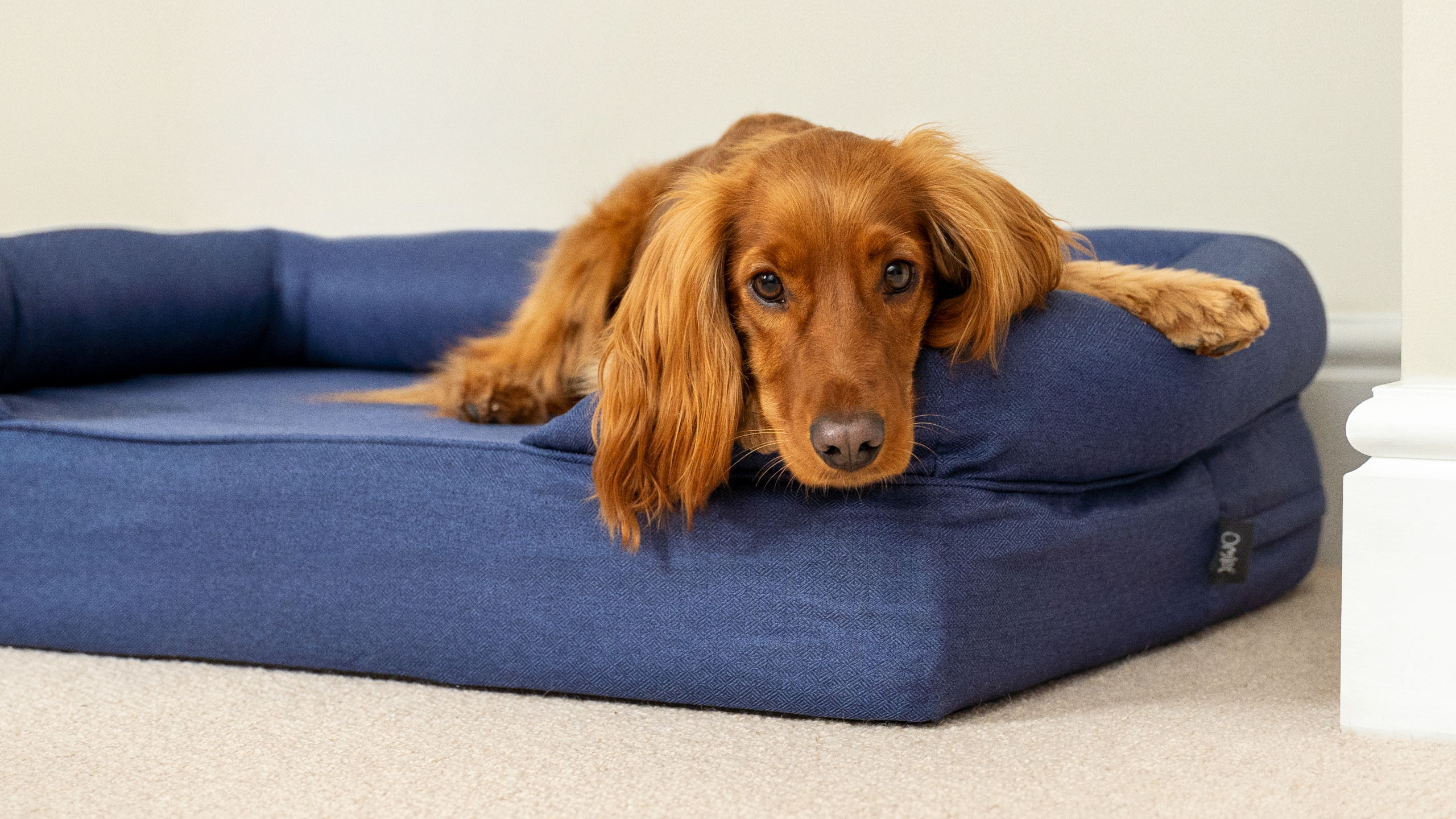 Din hund kommer att njuta av en hög nivå av komfort med Omlets bolsterbädd