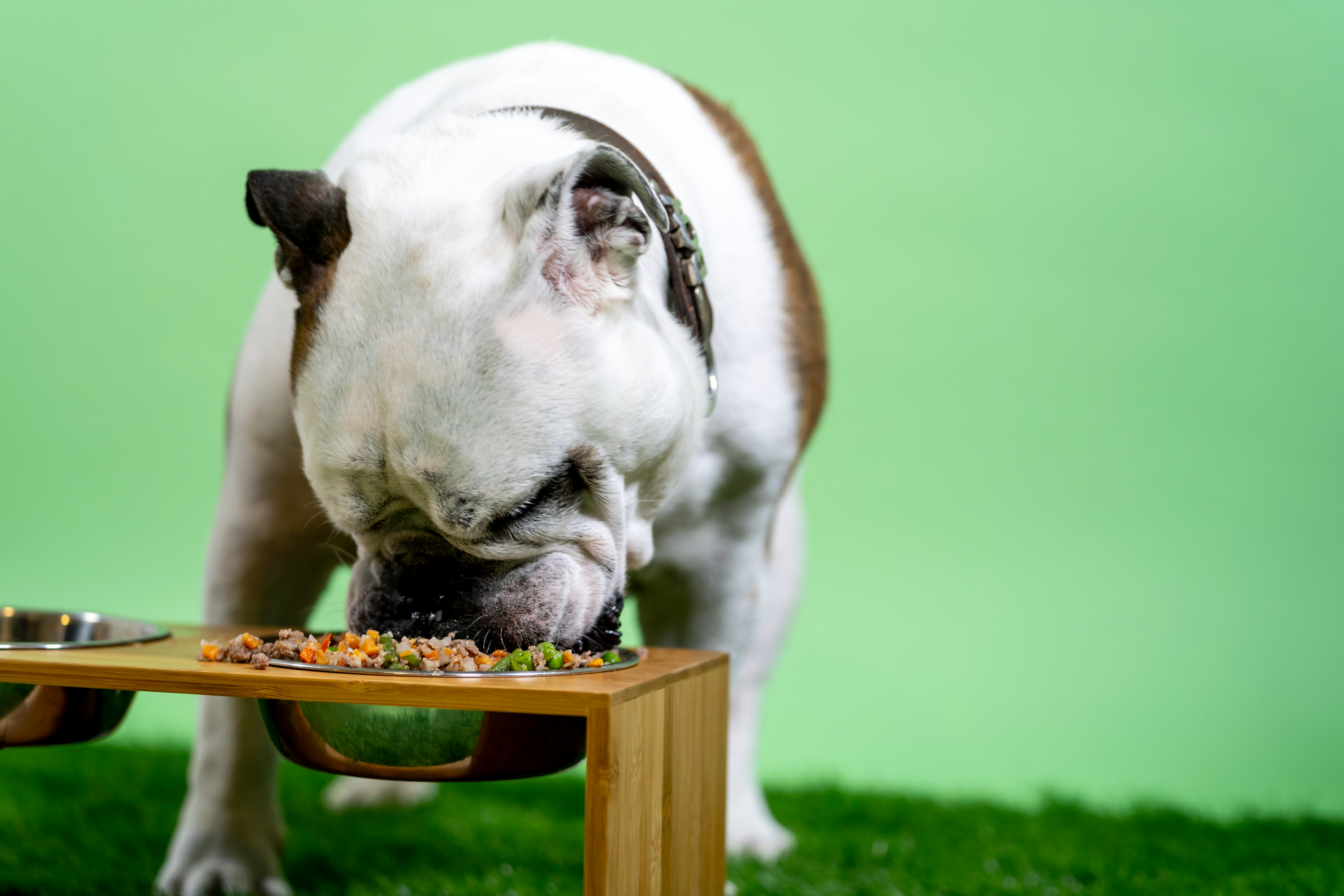 En Bulldog njuter av sin måltid