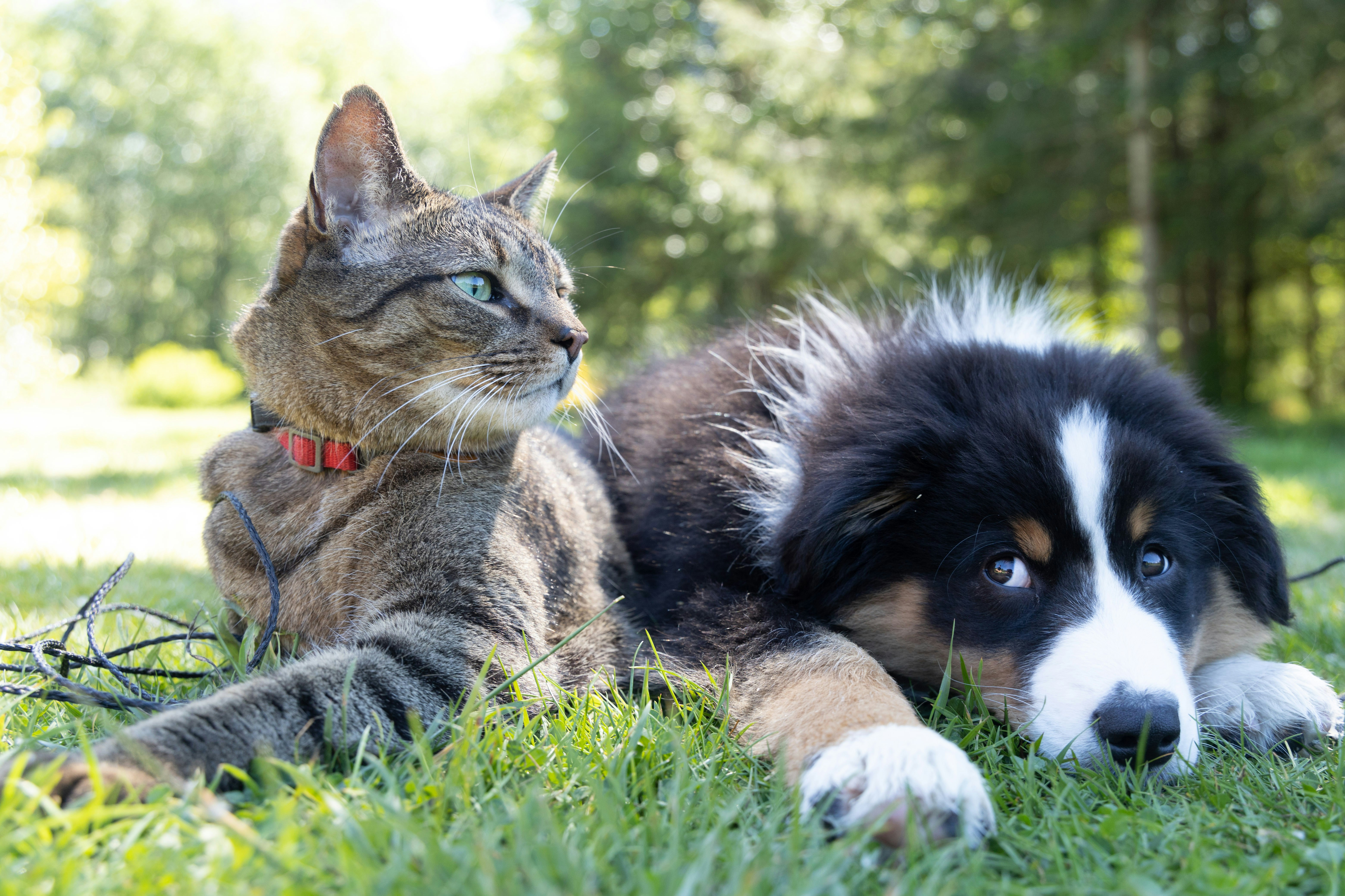 En katt och en hund ligger bredvid varandra ute