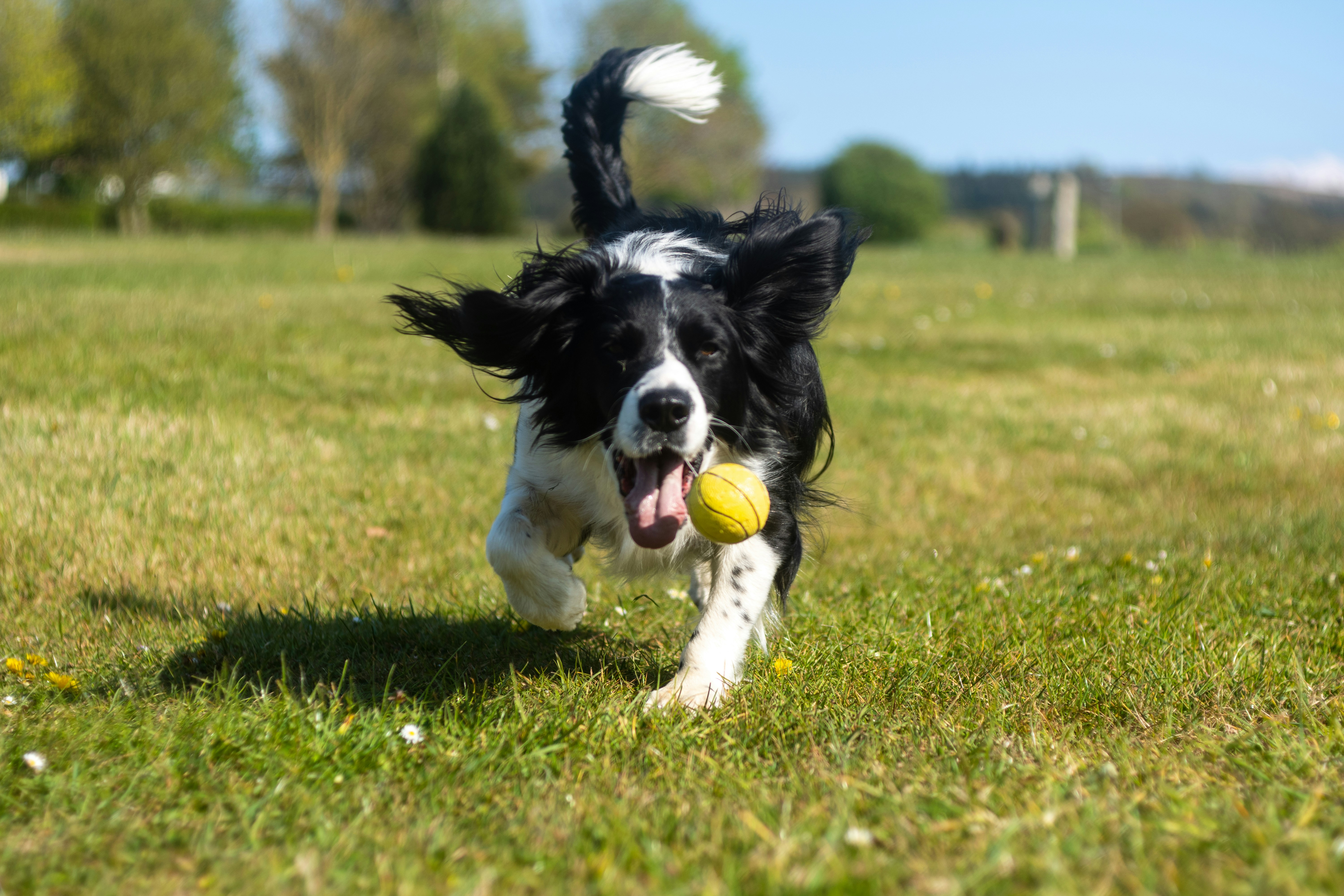 En hund springer efter en tennisboll