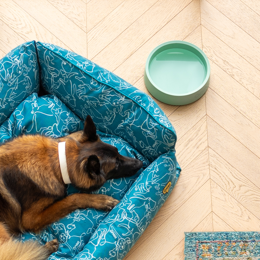 En stor schäferhund ligger i en hundkrypinsäng bredvid Omlets salviagröna hundskål.