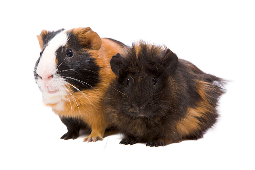 guinea pigs getting some exercise