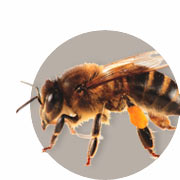 Biodlingshandbok