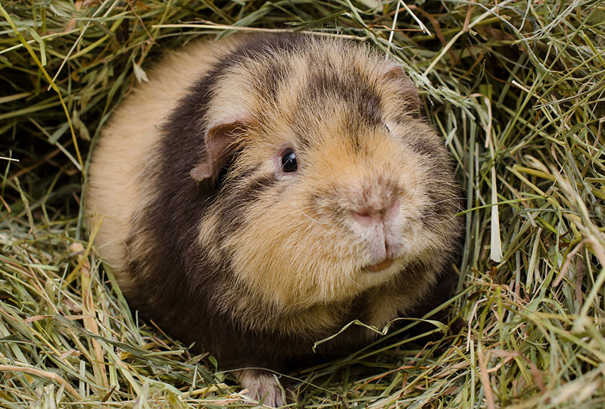 Brindle guinea pig