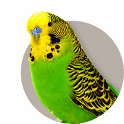 Undulathandbok