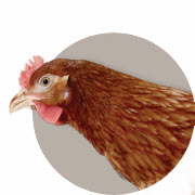 Hönshandbok