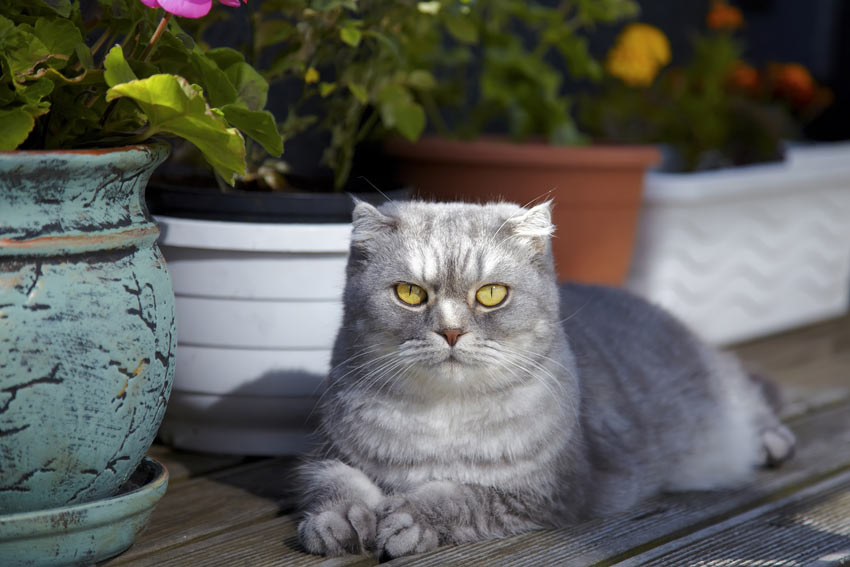 En scottish fold som mår som bäst med mycket uppmärksamhet