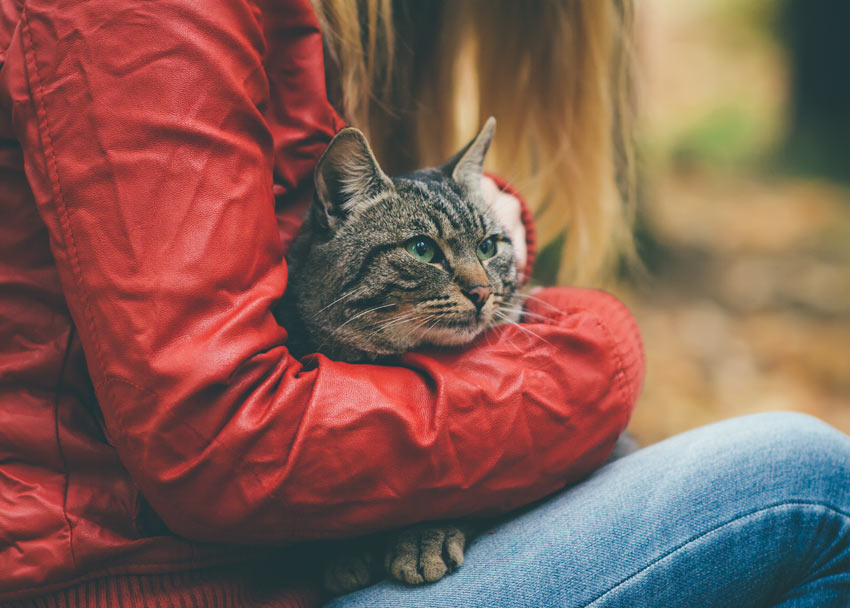 En vacker vuxen katt i sin ägares famn