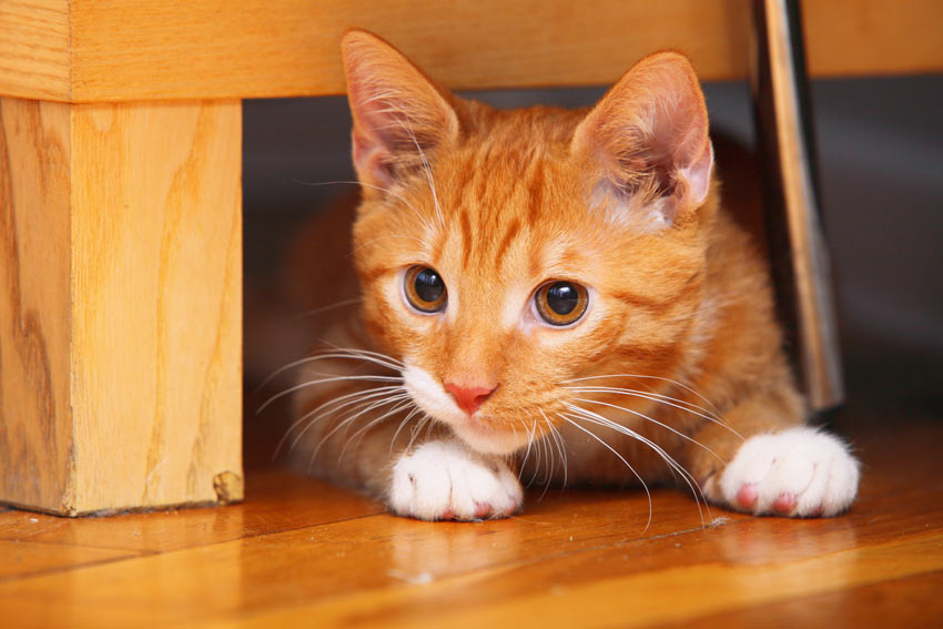 En vacker rödvit katt gömmer sig under möblerna