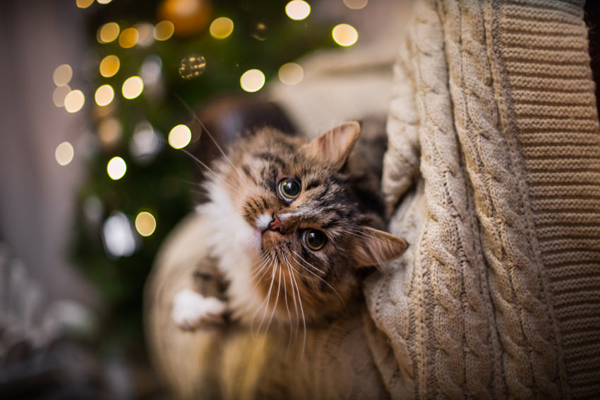 En vacker katt inomhus under julen