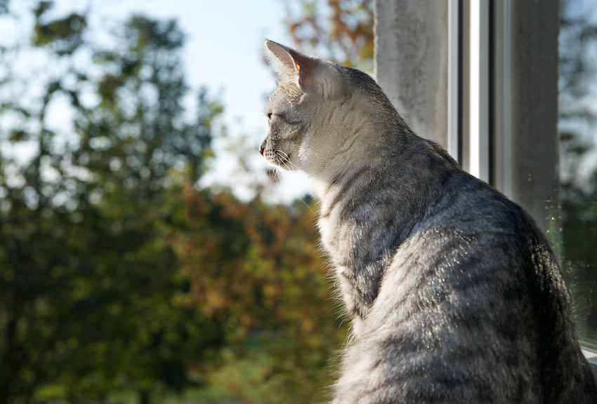 En vacker ung katt stirrar ut över trädgården