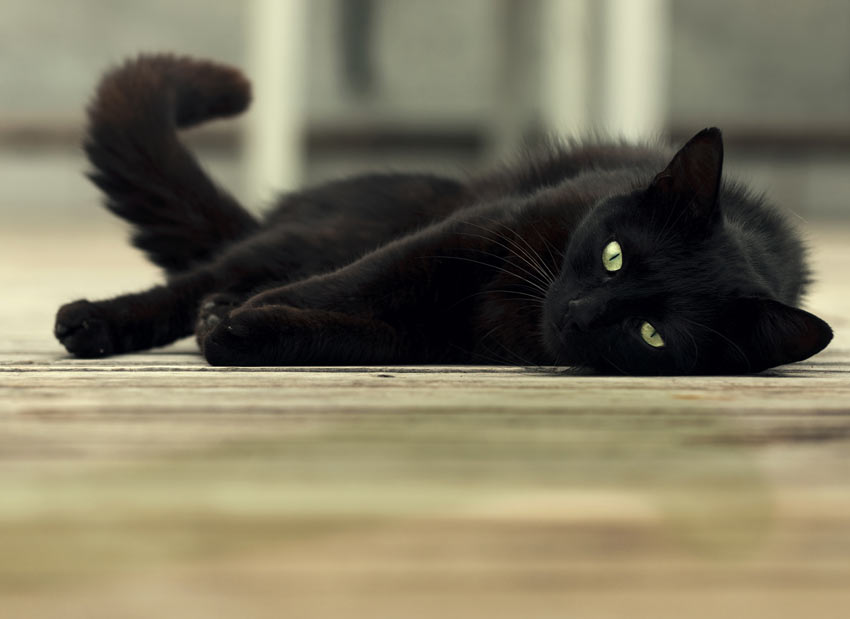 En svart katt med vackra gröna ögon sträcker ut sig på golvet