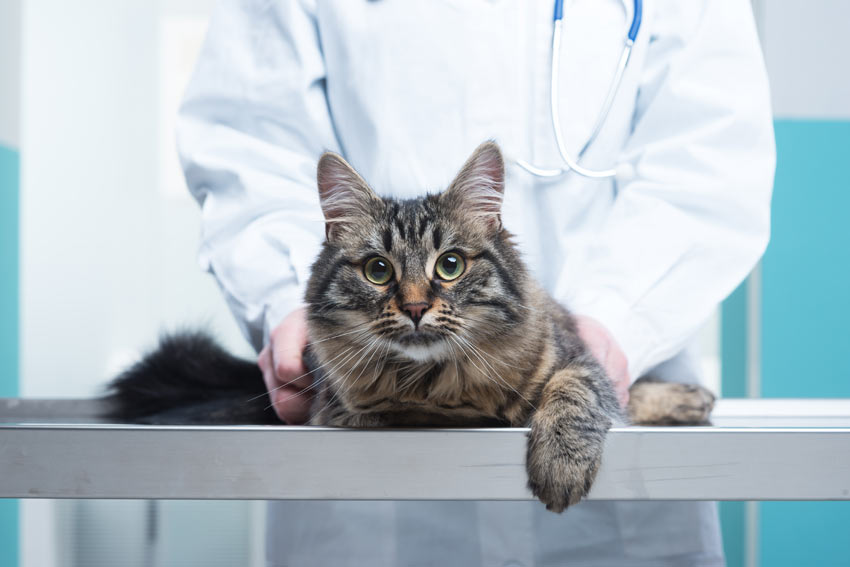 En katt på kontroll hos veterinären