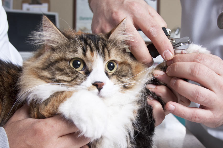 Hur Du Klipper Din Katts Klor Ta Hand Om En Katt Katter Handb cker Hur Du Klipper Din Katts Klor Ta Hand Om En Katt Katter Handb cker
