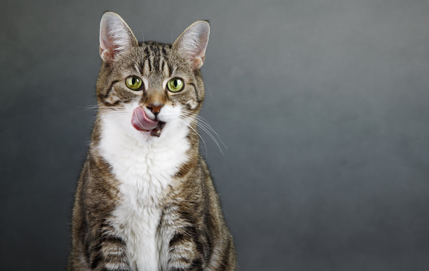 En katt slickar sig runt munnen och väntar på att få mat