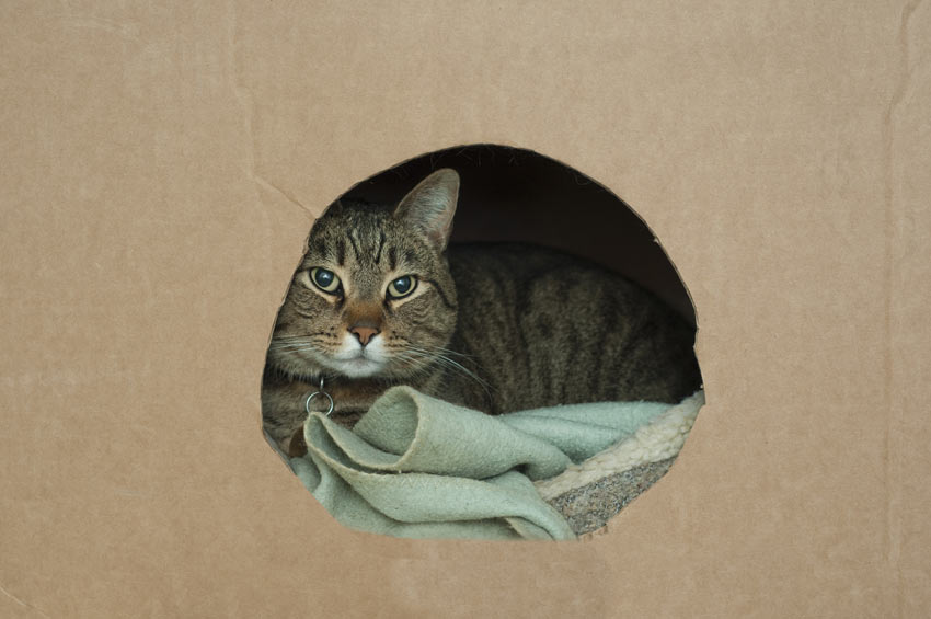 En katt i en låda redo att flytta