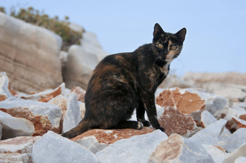 En katt med sköldpaddsmönstrad päls