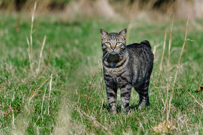 En tabby manx som älskar barn