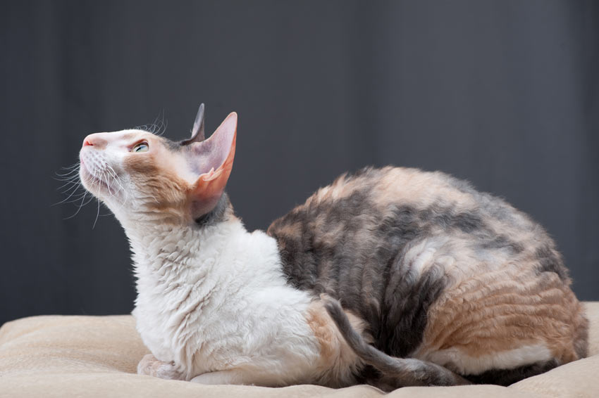 En smart och nyfiken cornish rex