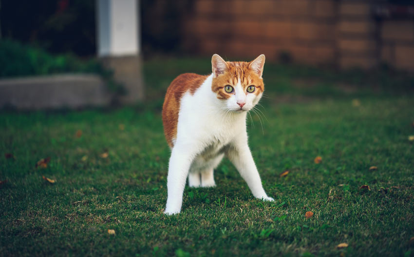 En nyfiken katt på äventyr utomhus för första gången