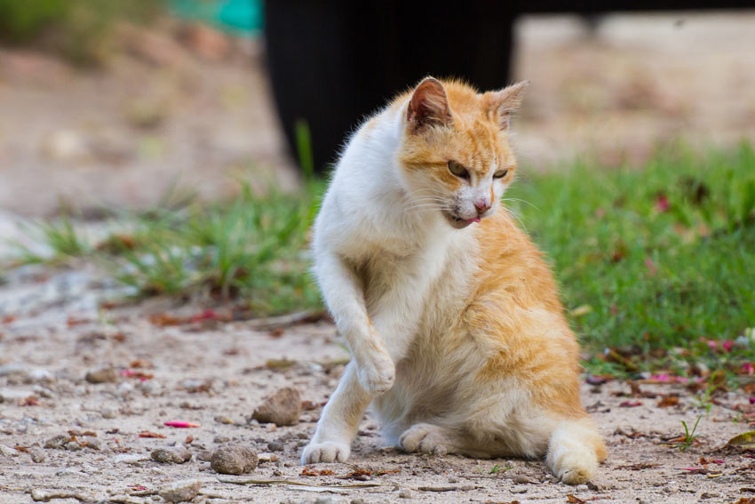 En rufsig hemlös katt