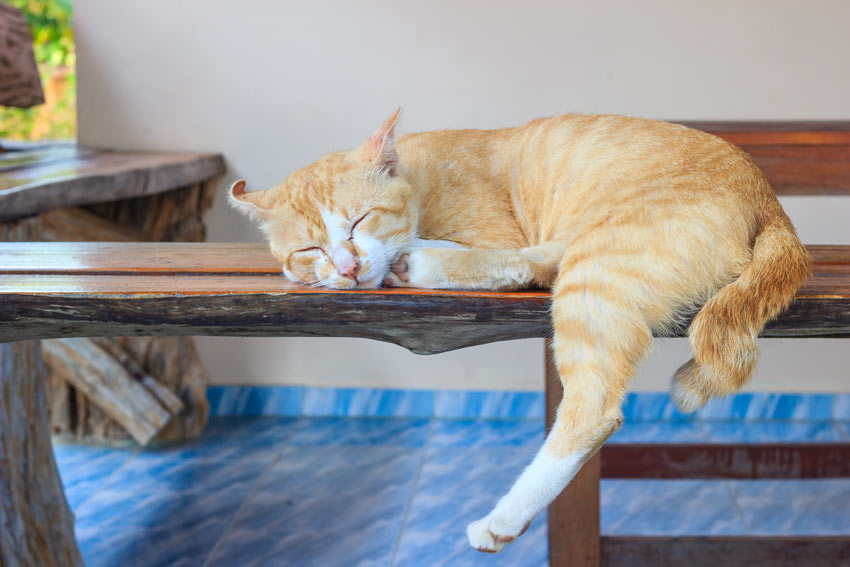 En rödvit katt sover inomhus