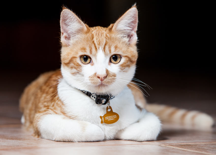 En rödvit katt med ett halsband och tagg