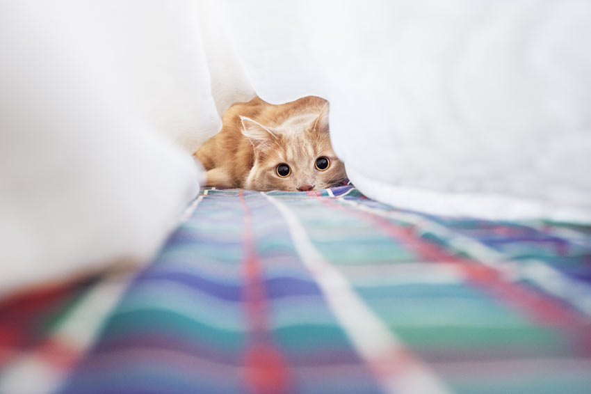 En katt leker under lakanen