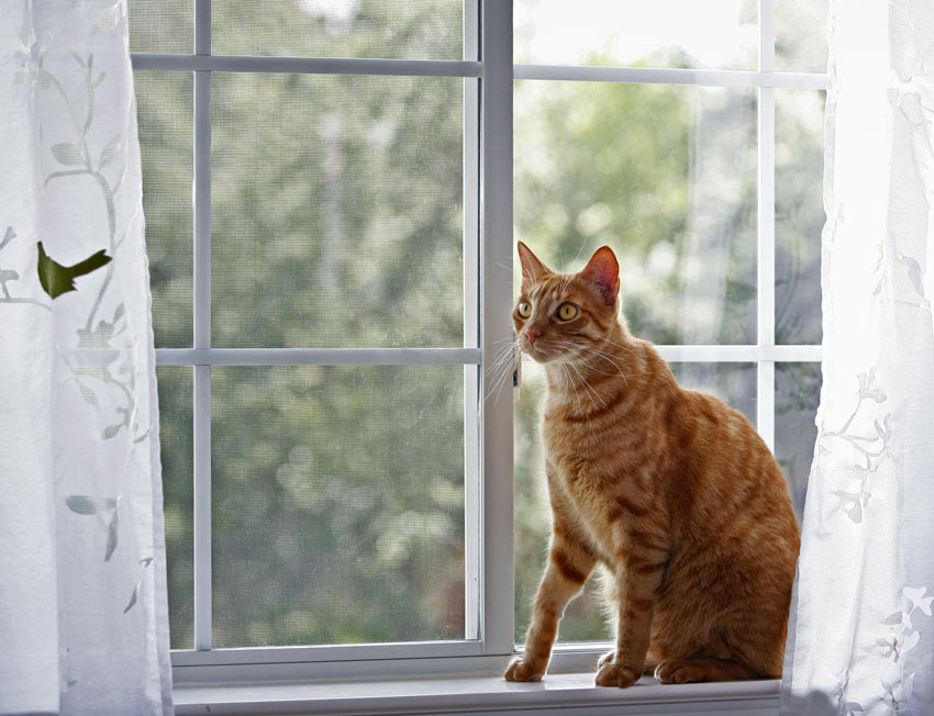 En röd katt sitter framför ett stängt fönster