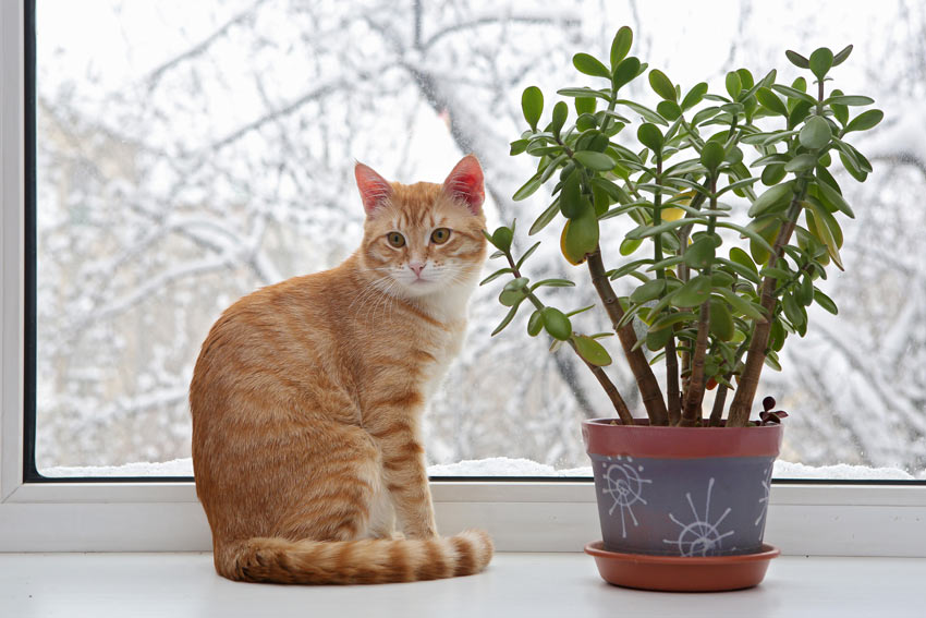En katt sitter bredvid en inomhusväxt