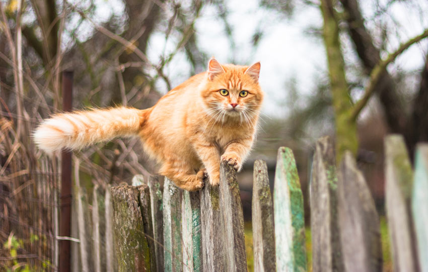 En röd katt med perfekt balans klättrar på ett staket