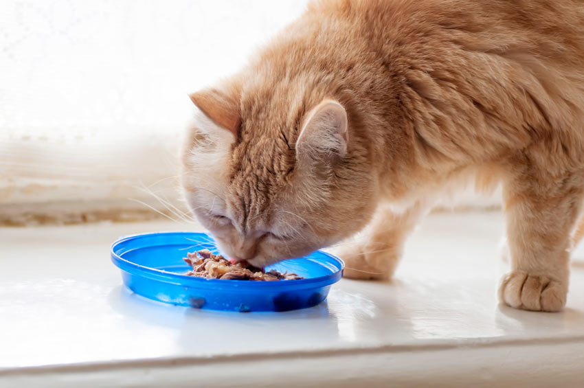 En röd katt äter ur en skål med kattmat