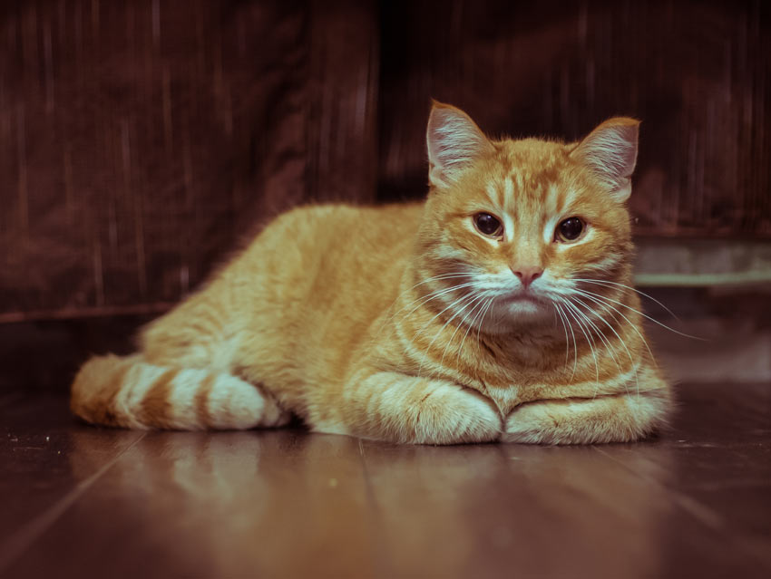 En gul tabby-katt vilar på golvet med tassarna invikta