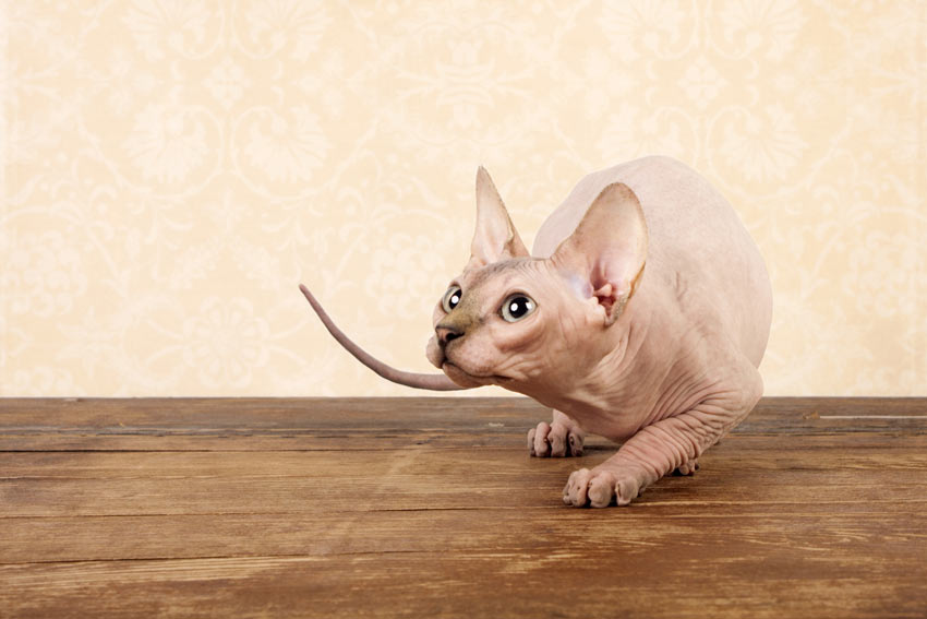 En hårlös sphynxkatt med hypoallergen päls