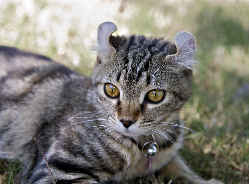 En highlanderkatt på alerten