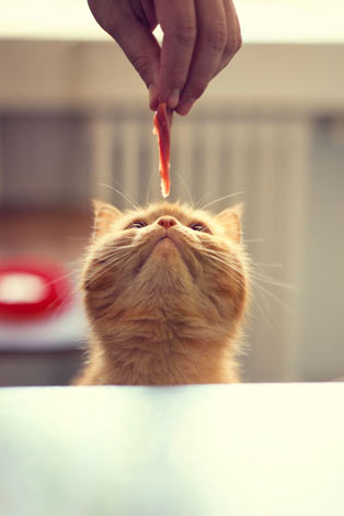 En hungrig liten katt sträcker sig efter en godisbit
