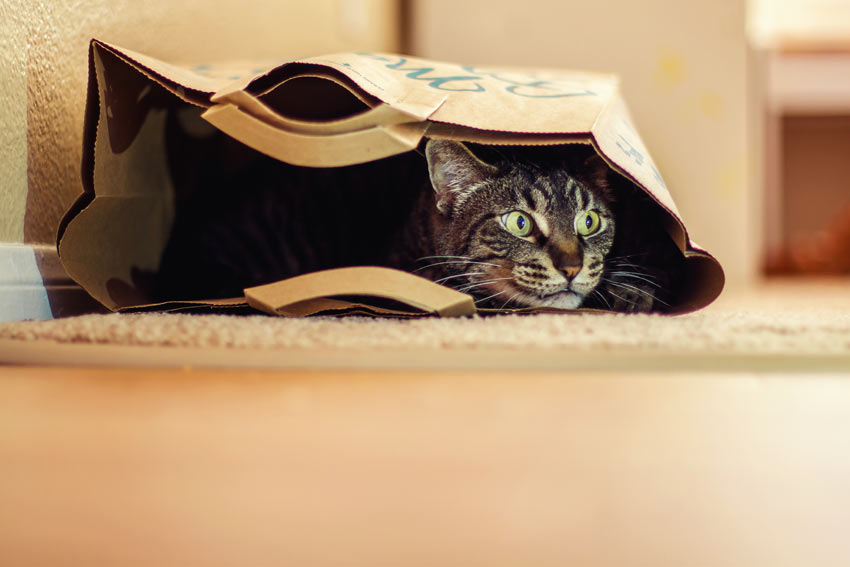 En nyfiken katt gömmer sig i en papperspåse