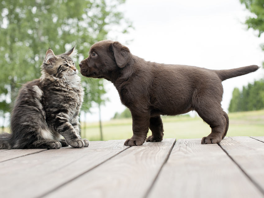 En katt och en valp träffas för första gången